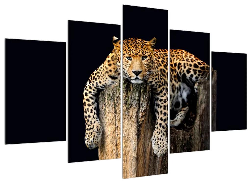Obraz geparda (150x105 cm)