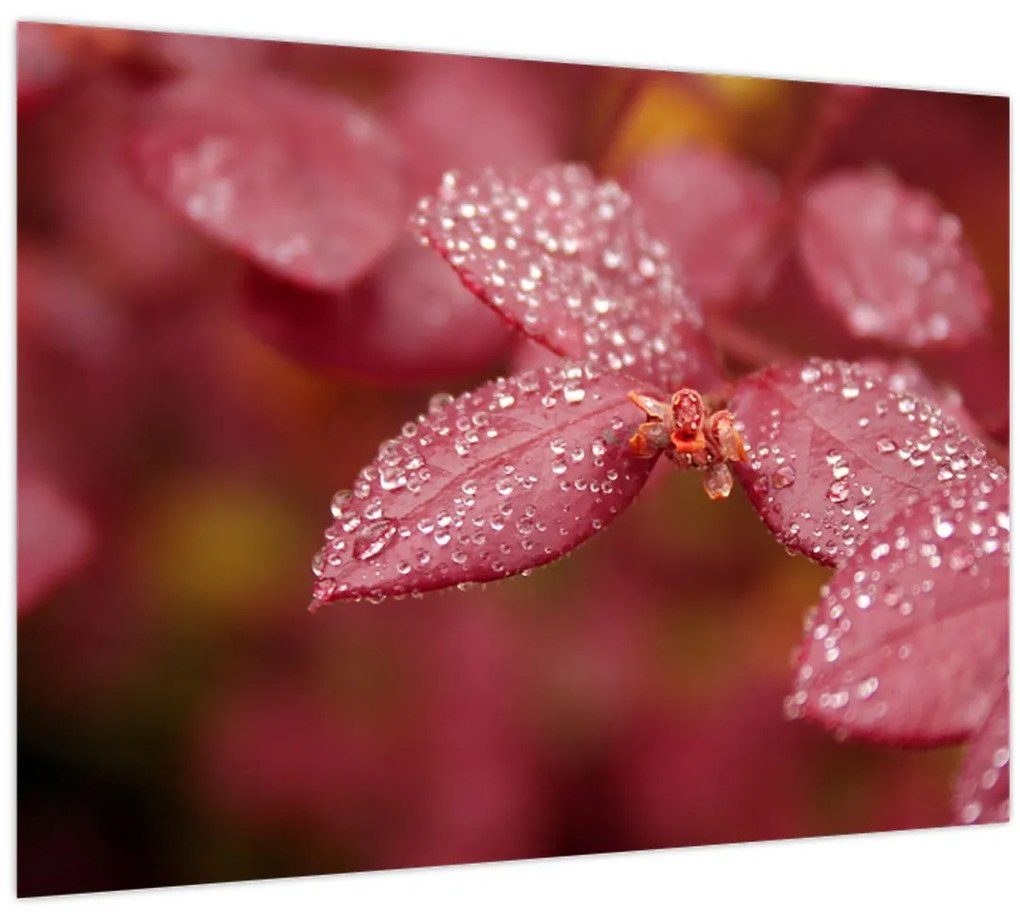 Obraz - Makro snímka lístka (70x50 cm)