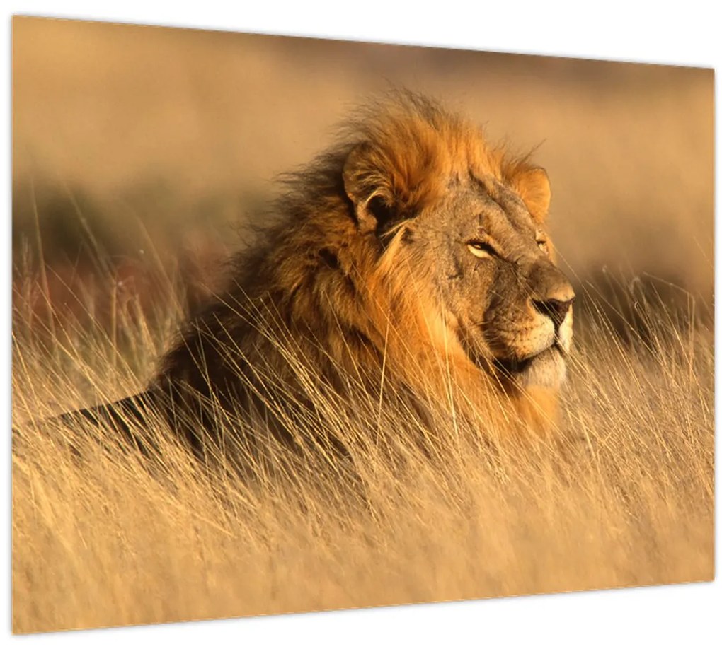 Sklenený obraz - Národný park Etosha (70x50 cm)