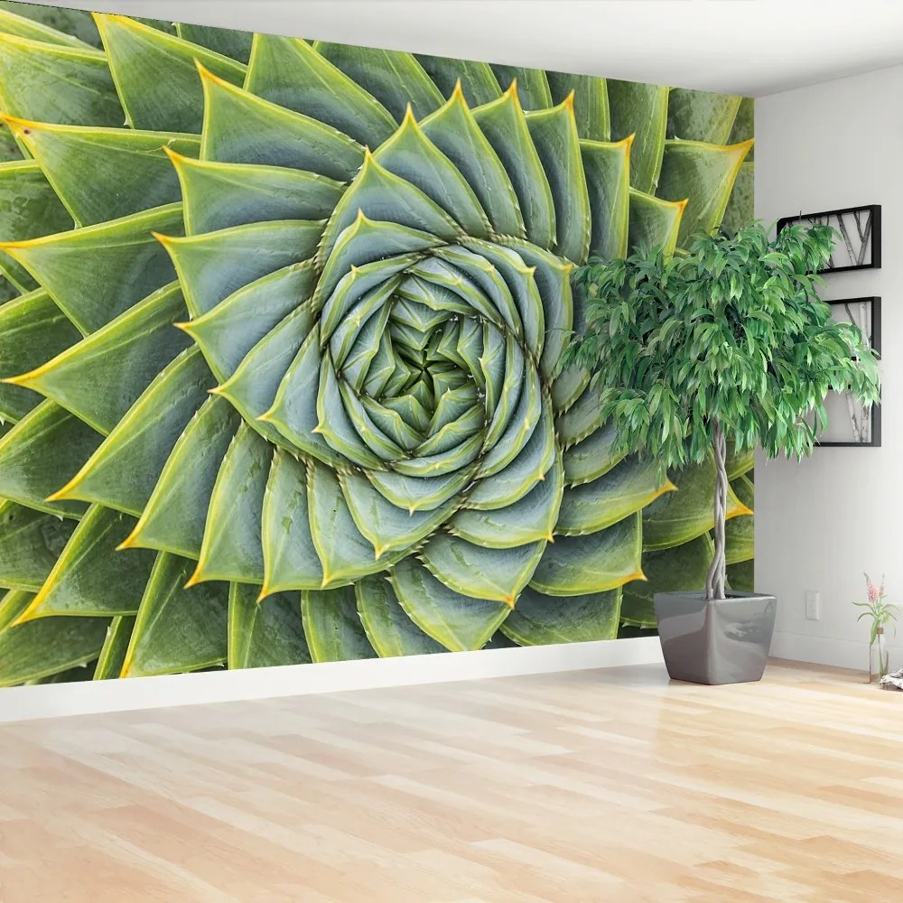 Fototapeta Vliesová Aloe symmetry 152x104 cm