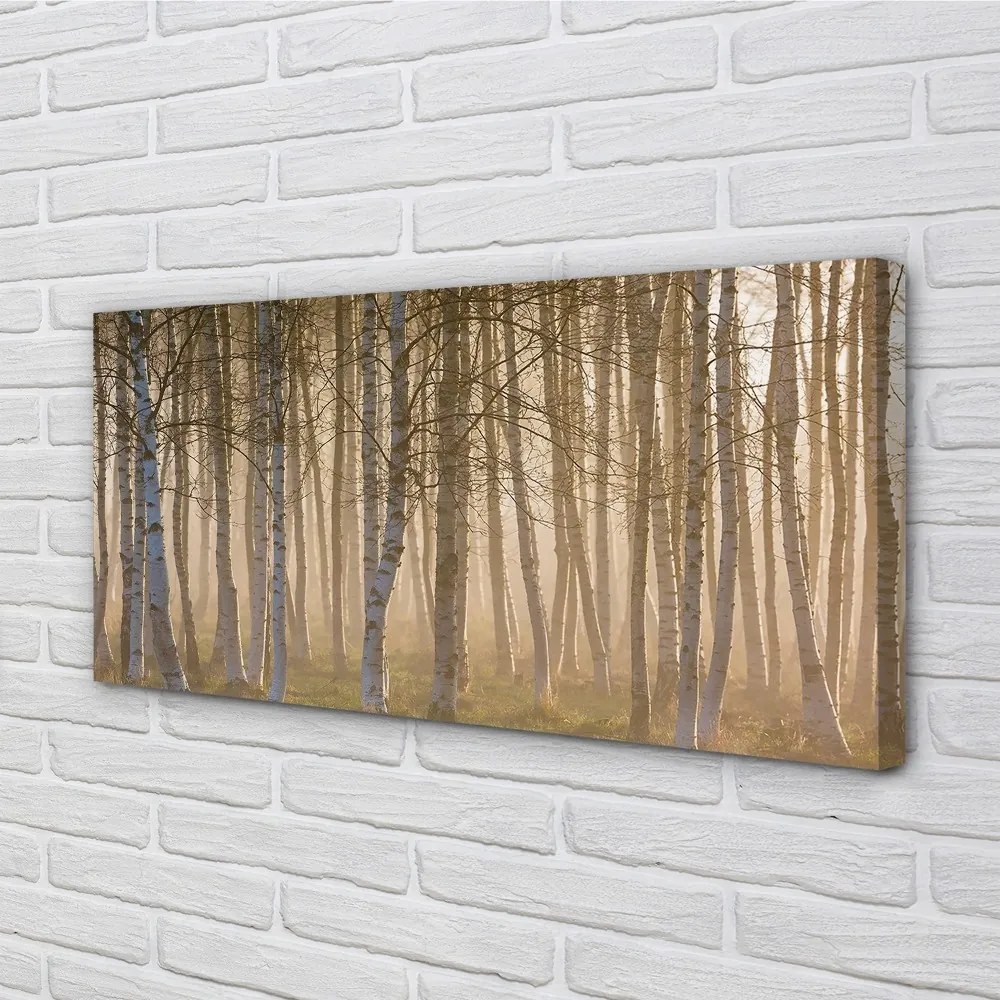 Obraz canvas Sunrise strom les 100x50 cm
