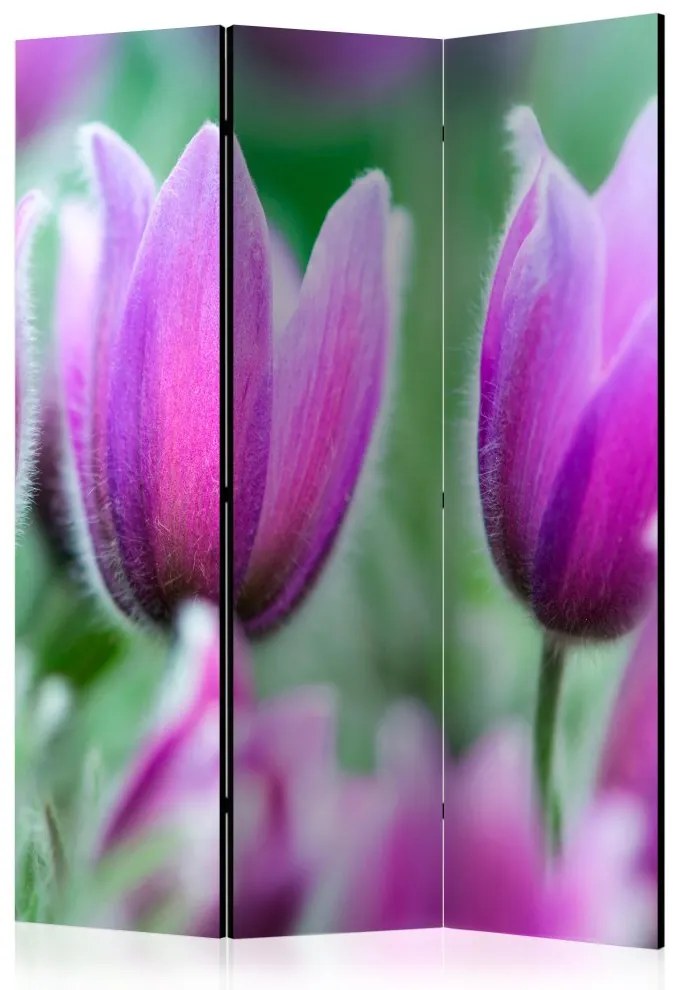 Artgeist Paraván - Purple spring tulips [Room Dividers]