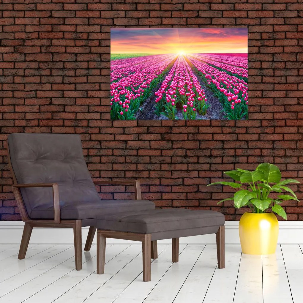 Obraz poľa tulipánov so slnkom (90x60 cm)