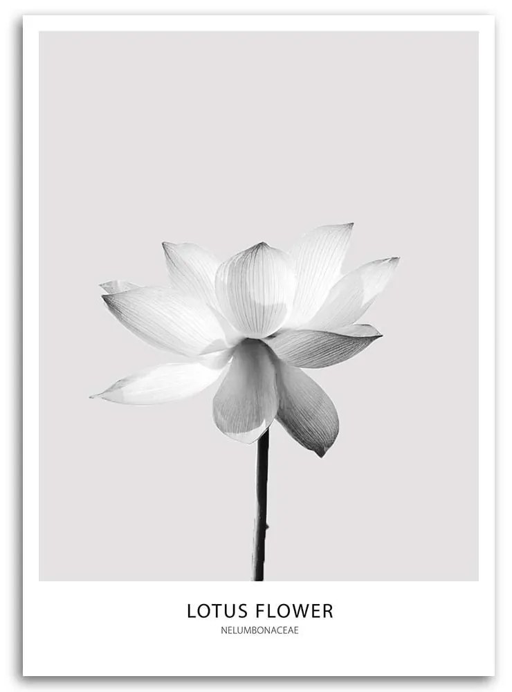 Gario Obraz na plátne Biely lotosový kvet Rozmery: 40 x 60 cm