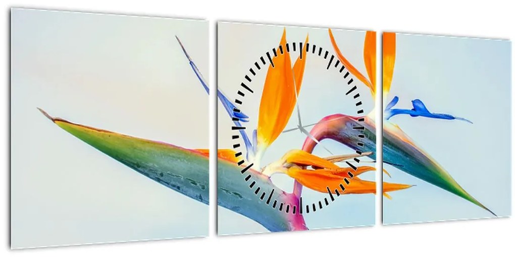 Obraz kvetu Strelícia (s hodinami) (90x30 cm)