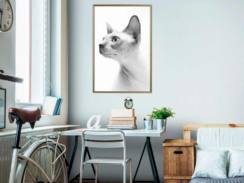 Artgeist Plagát - Hairless Cat [Poster] Veľkosť: 40x60, Verzia: Zlatý rám s passe-partout