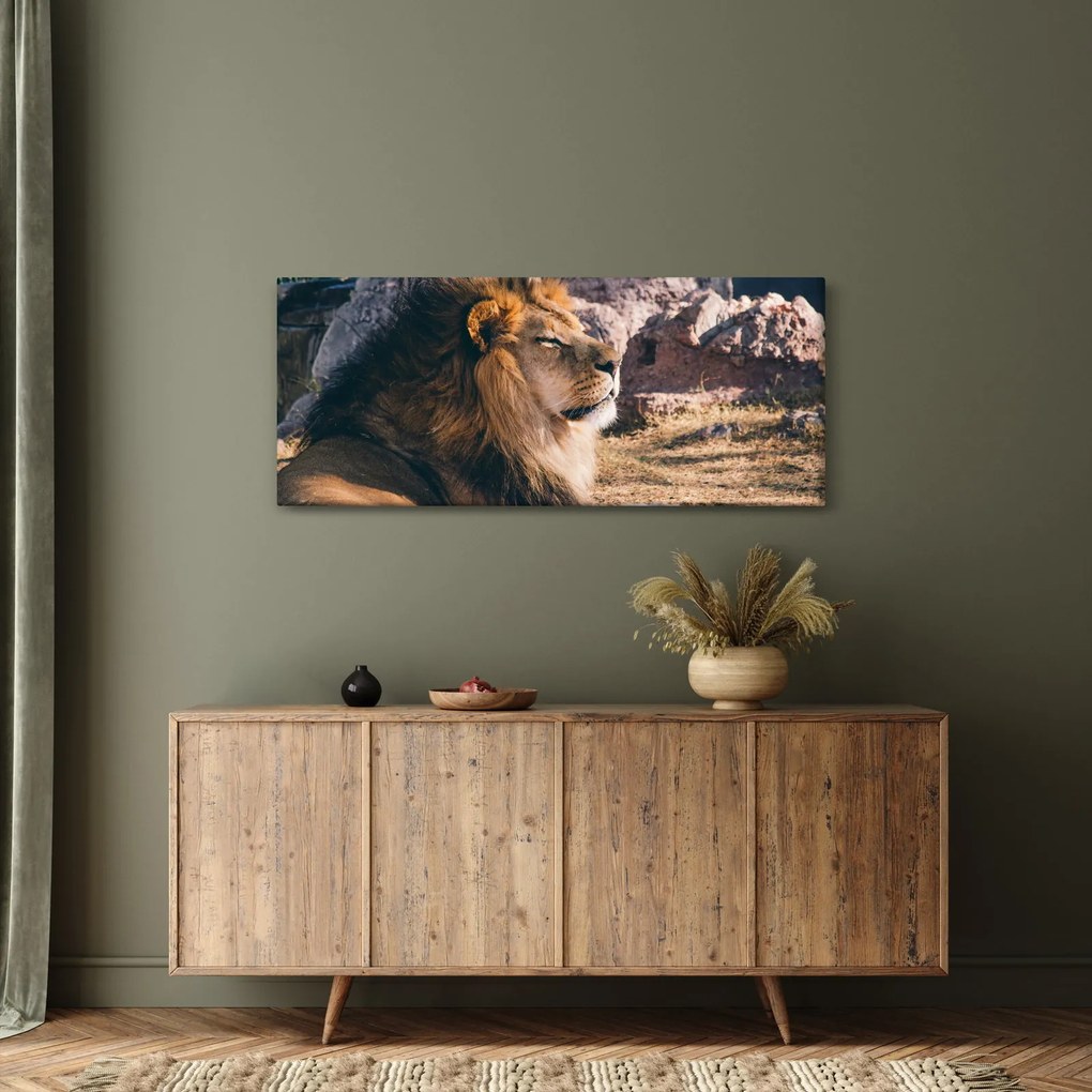 Obraz ležiaceho leva (120x50 cm)