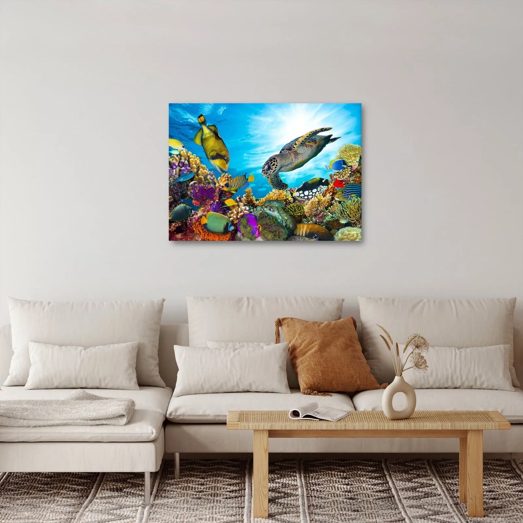 Obraz koralového útesu (70x50 cm)