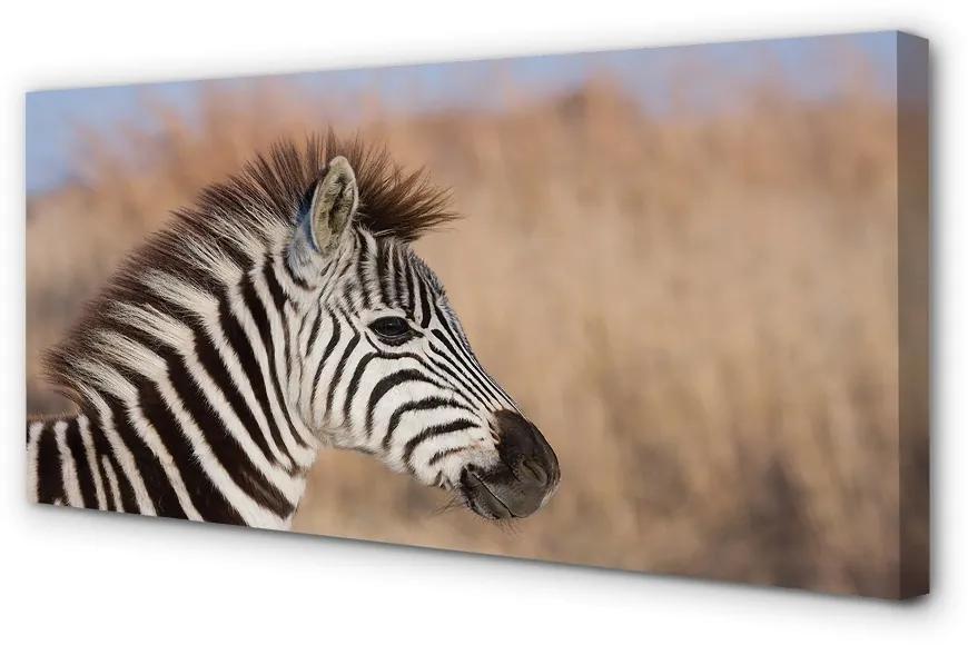Obraz na plátne zebra 125x50 cm