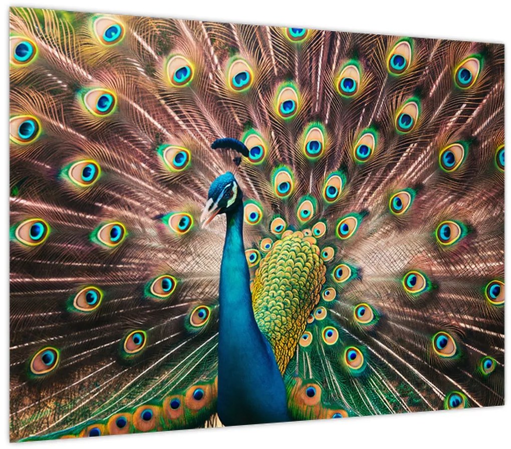 Obraz - Páv (70x50 cm)