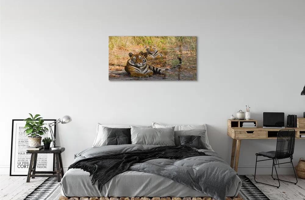 Obraz na akrylátovom skle Tigers 100x50 cm
