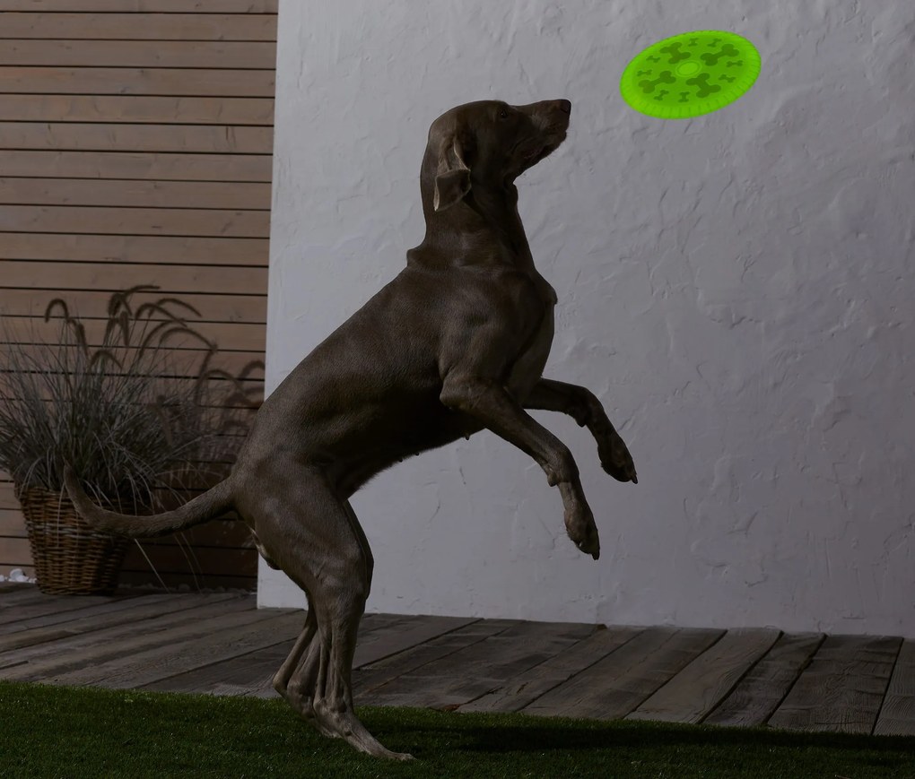 Lietajúci disk pre psy