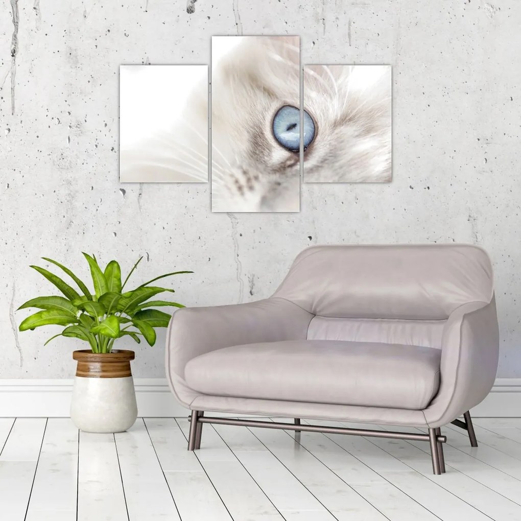 Obraz - Mačka s modrými očami (90x60 cm)