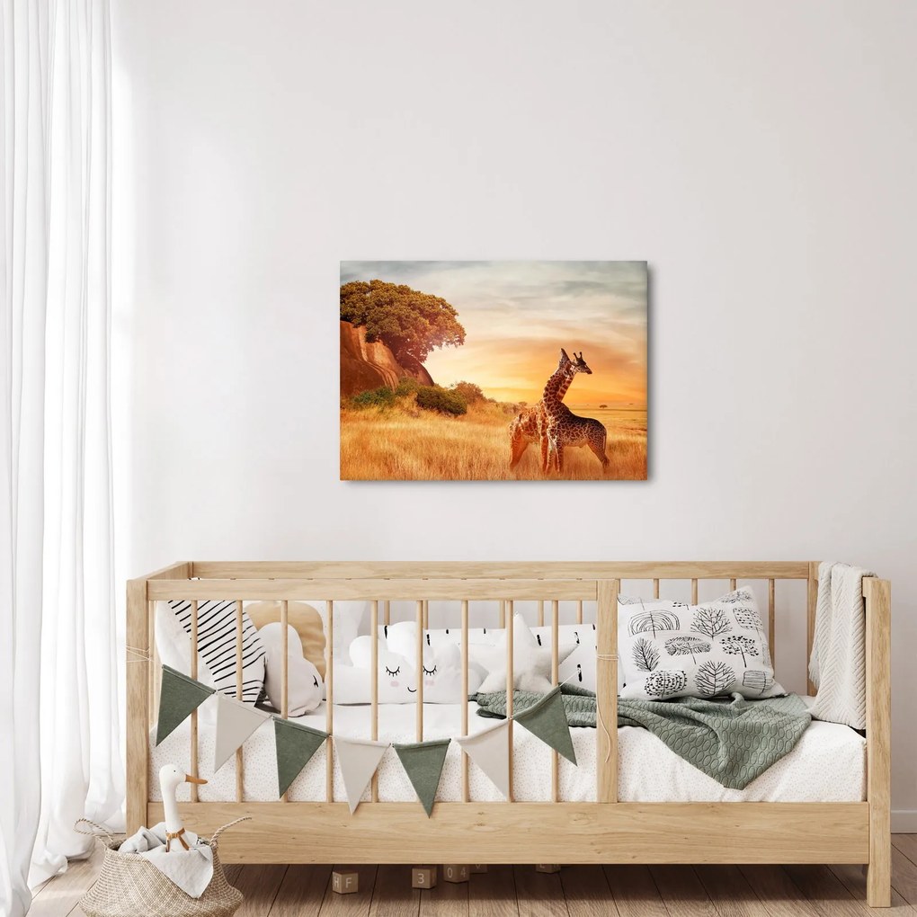 Obraz - Žirafy v Afrike (70x50 cm)