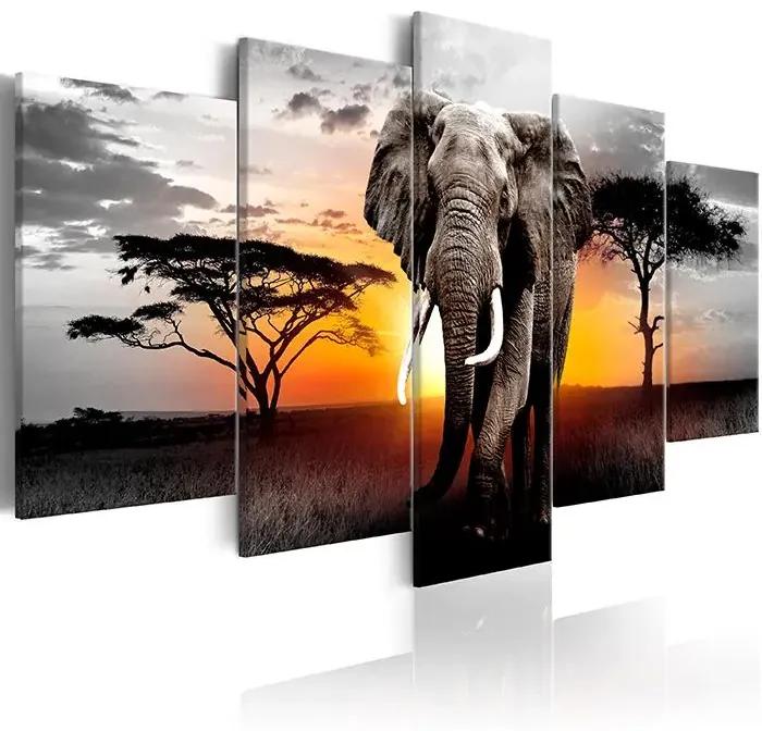 Obraz - Elephant at Sunset Veľkosť: 200x100, Verzia: Standard