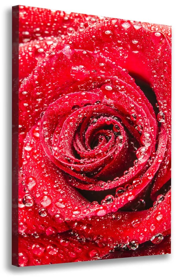 Foto obraz na plátne Červená ruža pl-oc-70x100-f-83790041