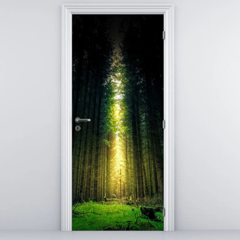 Fototapeta na dvere - Temný les (95x205cm)