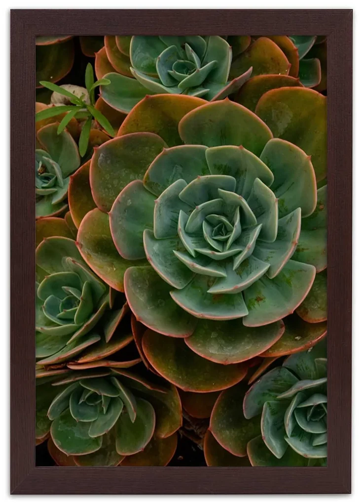 Gario Plagát Dekoratívne sukulenty Farba rámu: Bez rámu, Rozmery: 30 x 45 cm