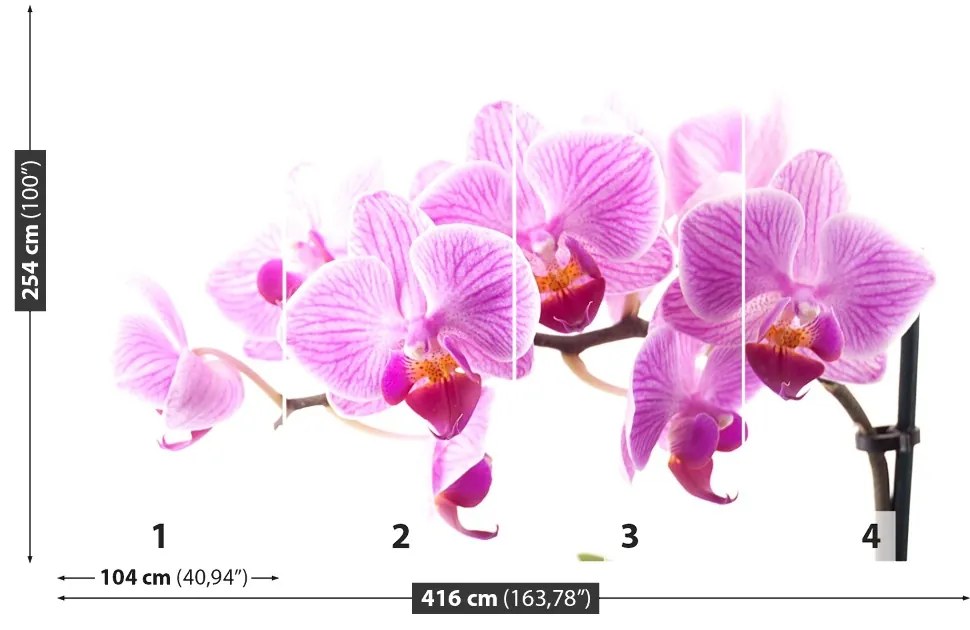 Fototapeta Vliesová Ružová orchidea 250x104 cm