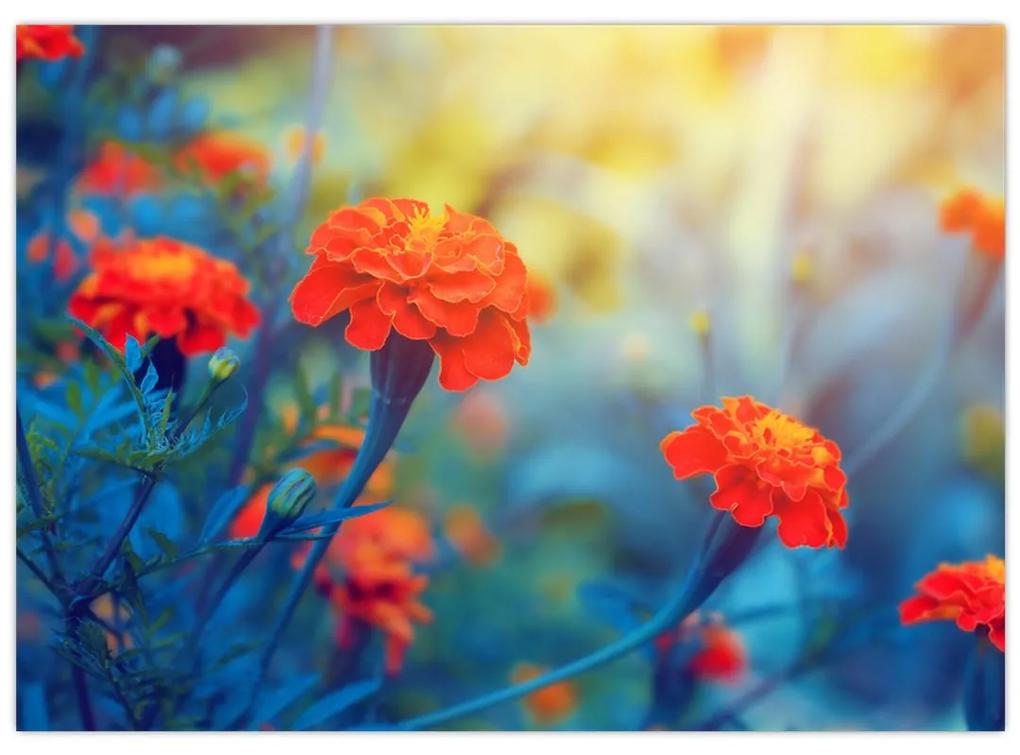 Sklenený obraz - Oranžové kvety (70x50 cm)