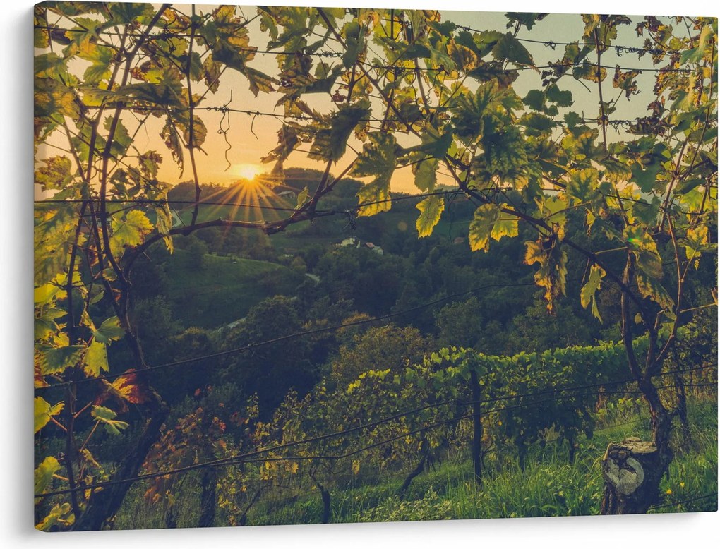 Obraz - Vinice (70x50 cm)