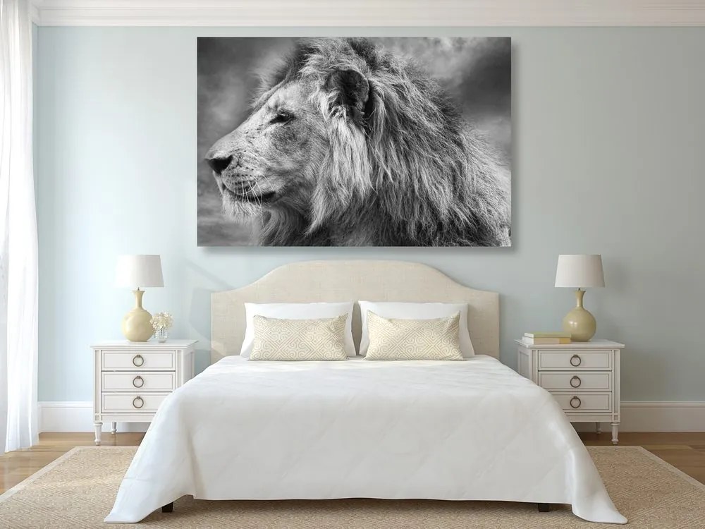 Obraz africký lev v čiernobielom prevedení Varianta: 120x80