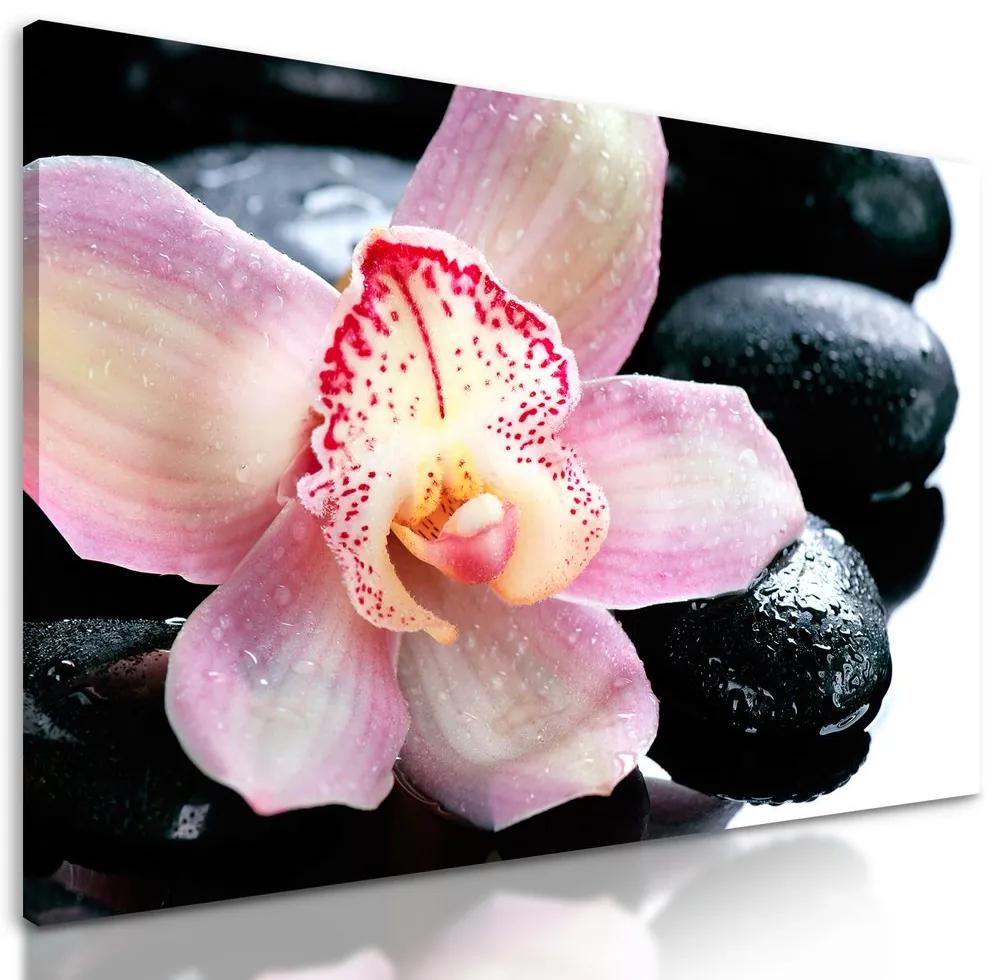 Obraz ružový kvet orchidei