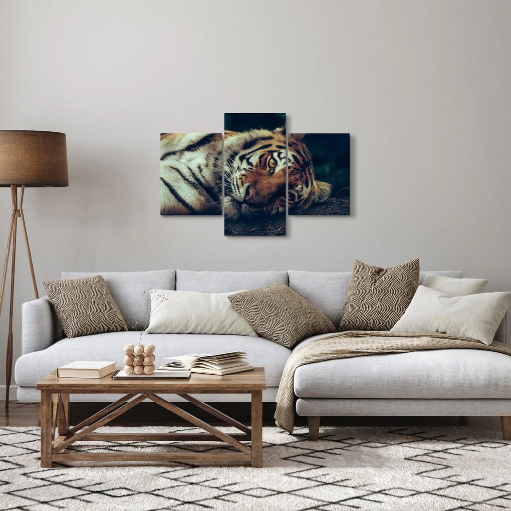 Obraz - Tiger Sibírsky (90x60 cm)