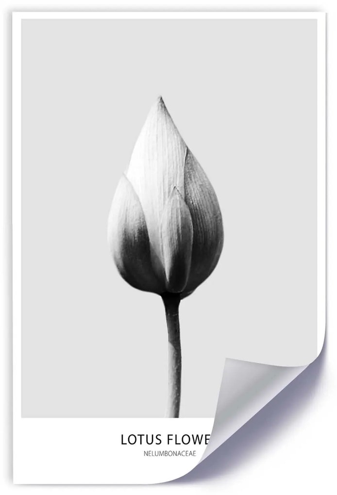 Gario Plagát Biely lotosový púčik Farba rámu: Bez rámu, Rozmery: 30 x 45 cm