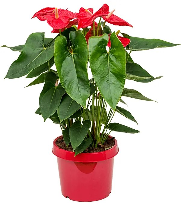 Anthurium andraeanum 'Dakota' bush red 26x85 cm