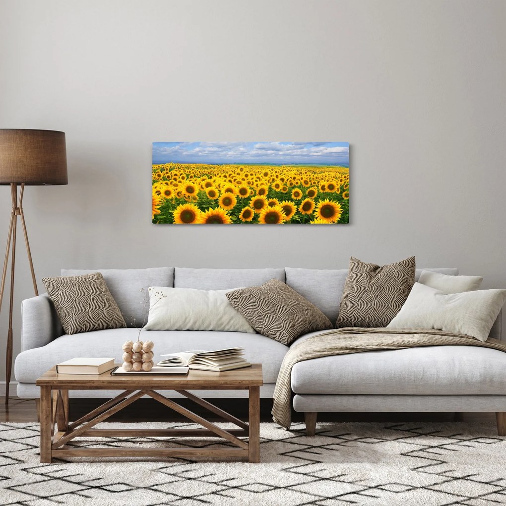 Obraz slnečnicového poľa (120x50 cm)