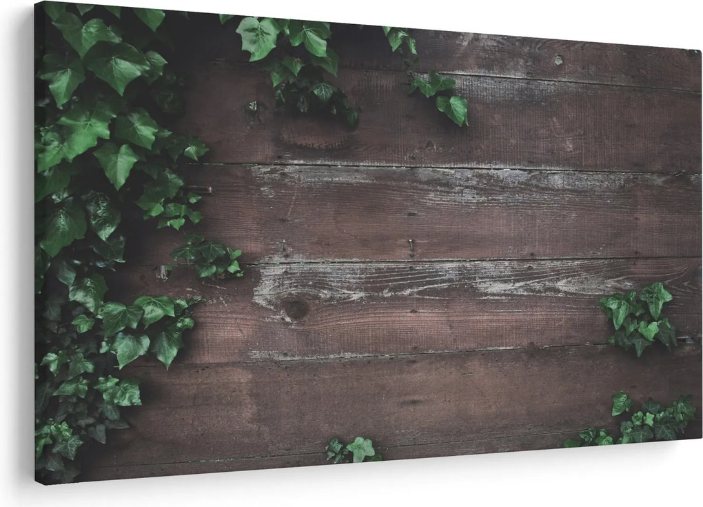 Obraz - Brečtan (90x60 cm)