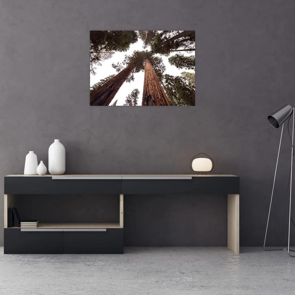 Sklenený obraz - Pohľad skrz koruny stromov (70x50 cm)