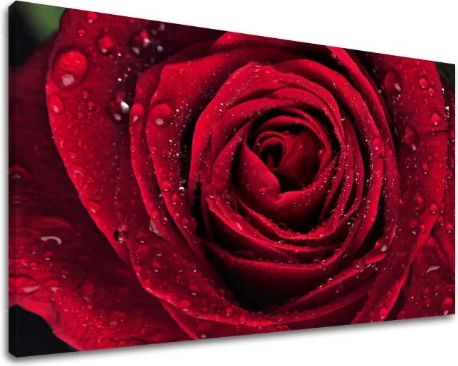 Obraz na stenu KVETY KV012E11 - 30x40 cm