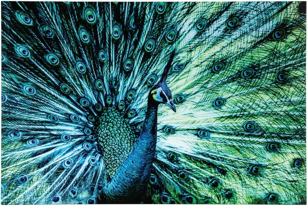 Nástenná sklenená dekorácia páv Peacock – 120*0,4*80 cm