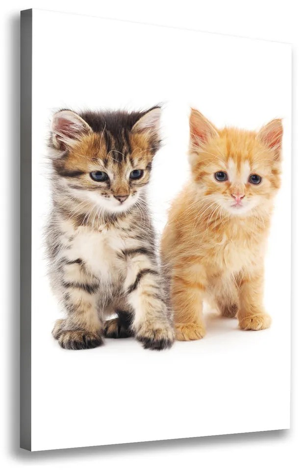 Foto obraz na plátne Sivá a červená mačka pl-oc-70x100-f-101681955