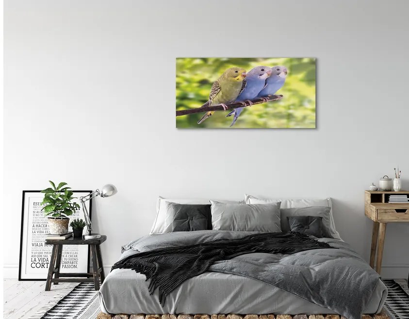Obraz na akrylátovom skle Farebné papagáj na vetve 100x50 cm