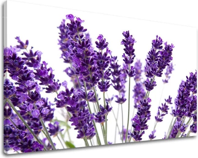 Obraz na stenu KVETY XOBKV128E11 - 80x120 cm