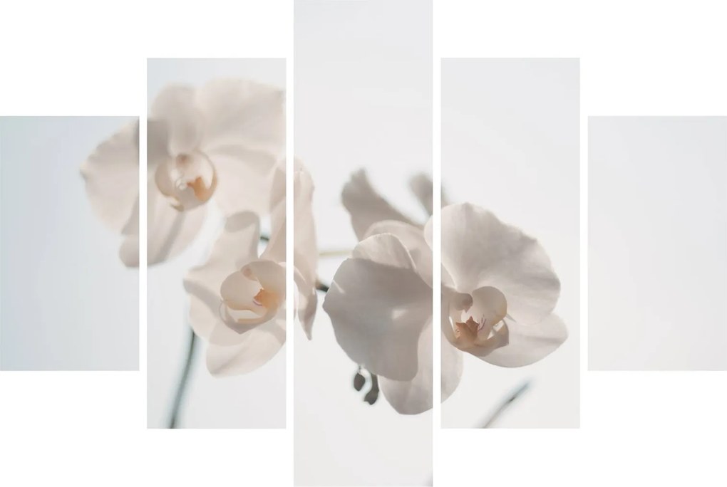 Obraz bielej orchidey (150x105 cm)