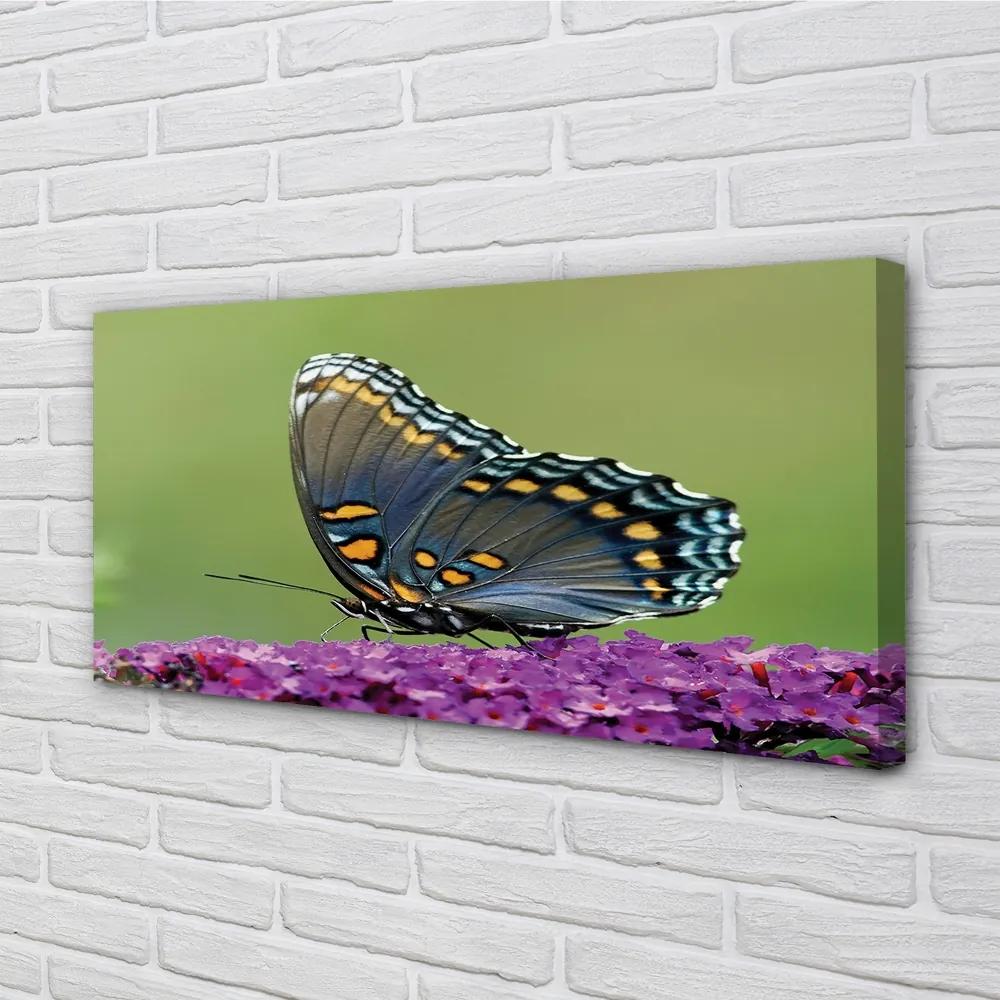 Obraz na plátne Farebný motýľ na kvety 125x50 cm