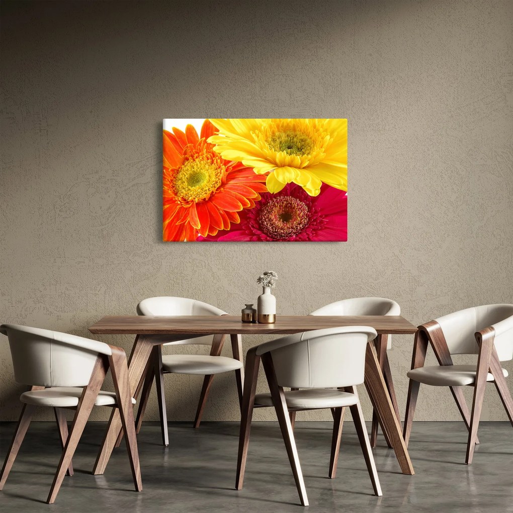 Obraz - Kvety Gerbery (90x60 cm)