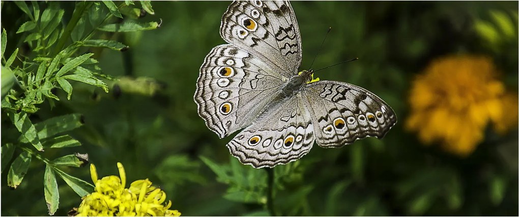 Obraz - biely motýľ (120x50 cm)
