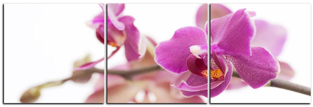 Obraz na plátne - Orchidea kvet izolovaná na bielom pozadí - panoráma 5222B (120x40 cm)