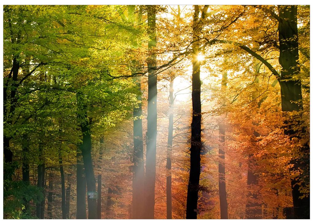 Artgeist Fototapeta - Forest Colours Veľkosť: 250x175, Verzia: Premium