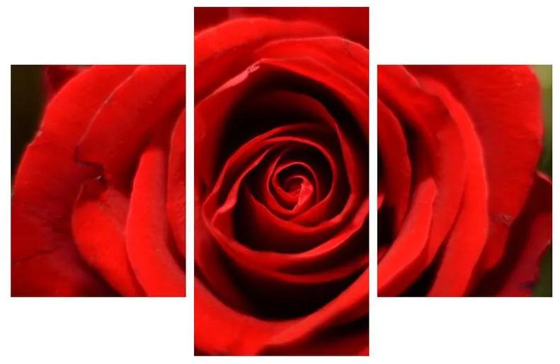 Detailný obraz kvetu ruže (90x60 cm)