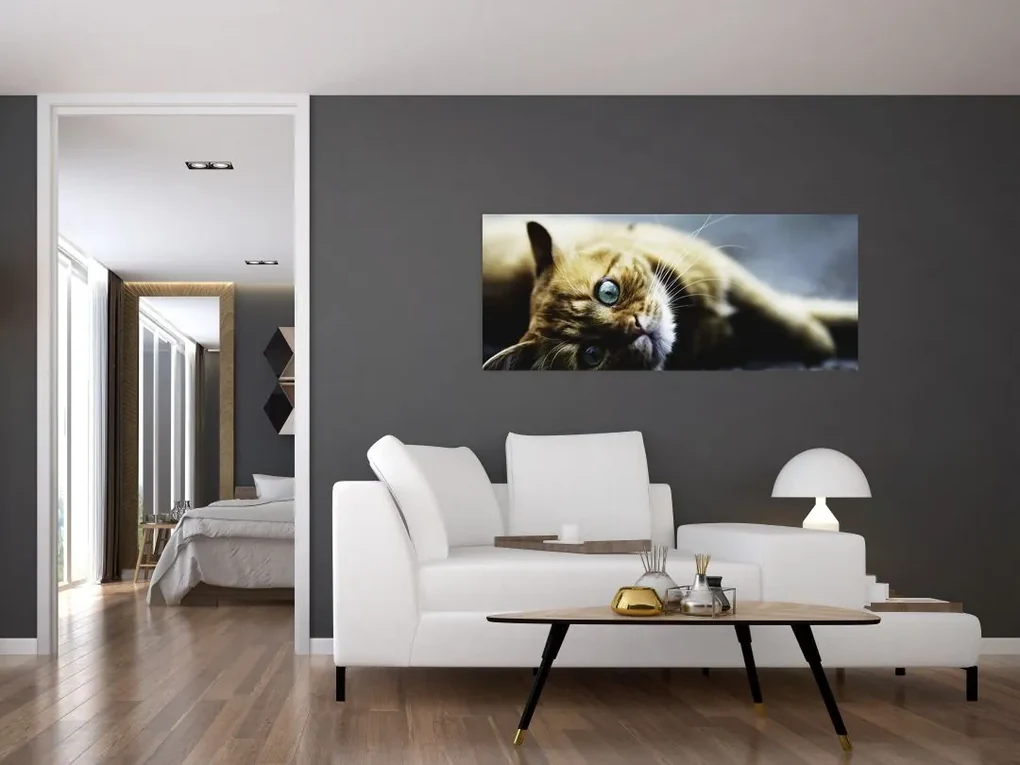 Obraz mačiatka (120x50 cm)