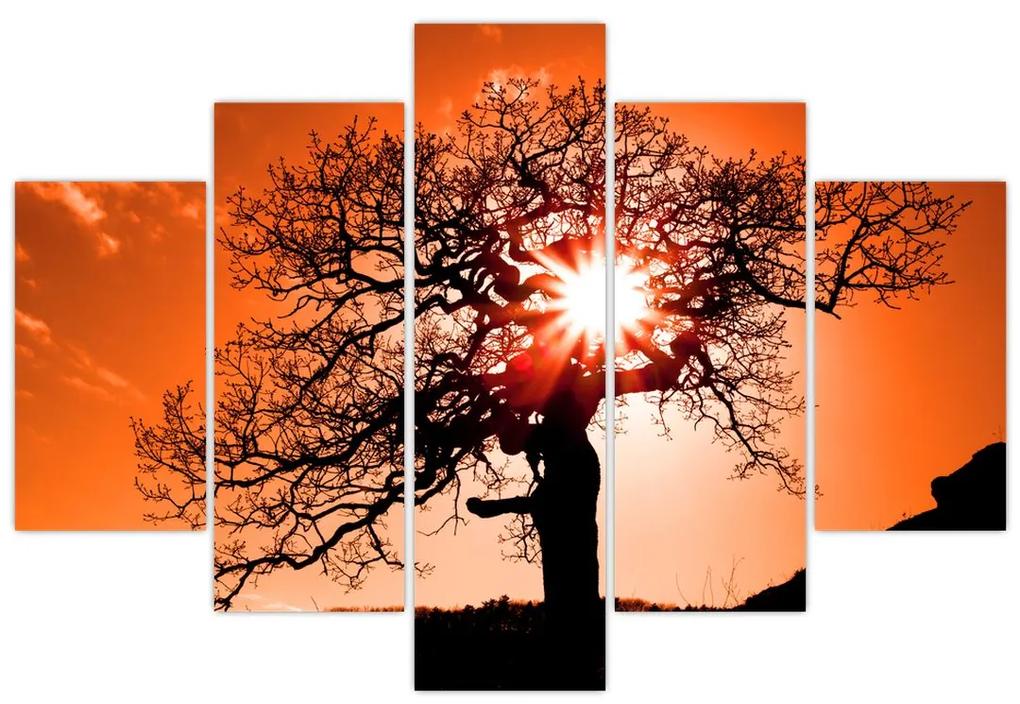 Obraz - Dub pri západe slnka (150x105 cm)