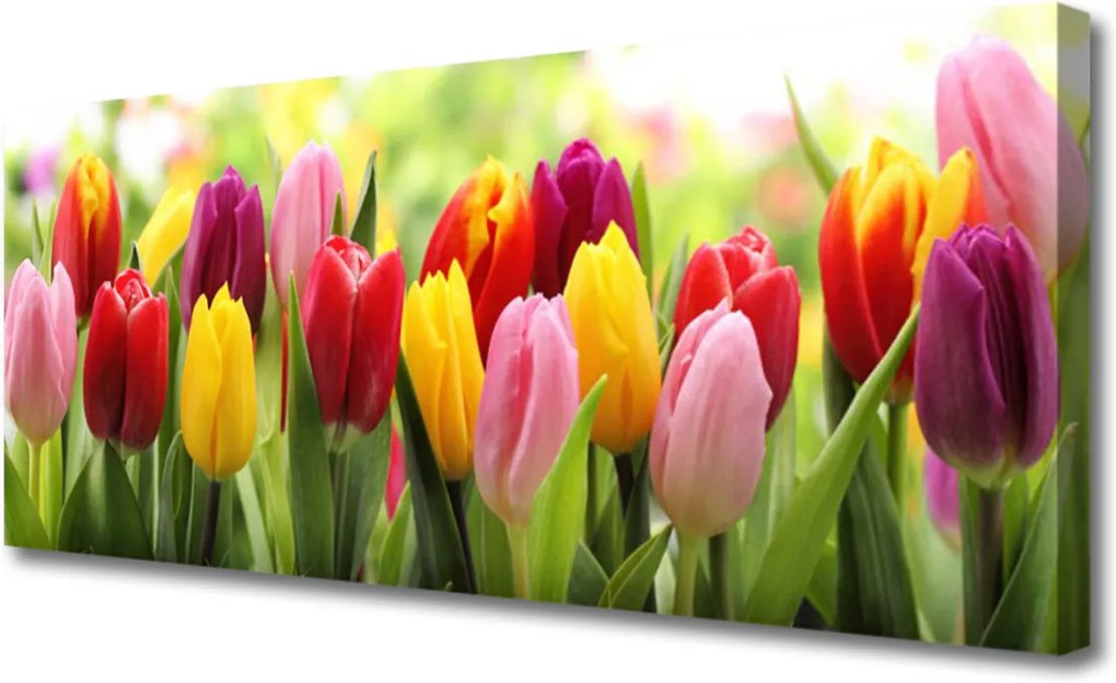 Obraz Canvas Tulipány Kvety Príroda