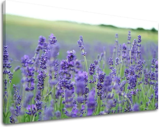 Obraz na stenu KVETY KV093E11 - 100x150 cm