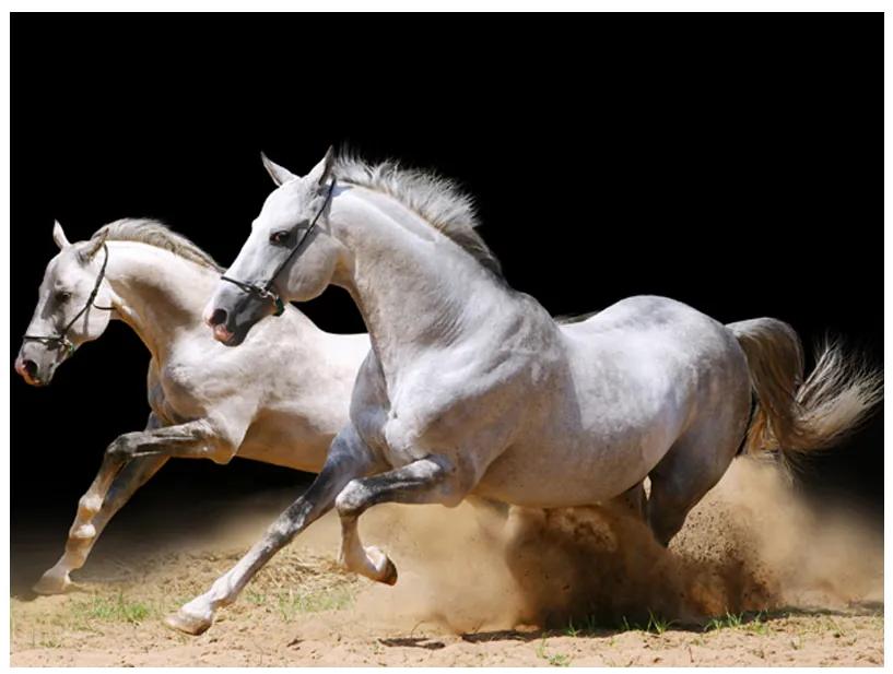 Artgeist Fototapeta - Galloping horses on the sand Veľkosť: 294x231, Verzia: Samolepiaca